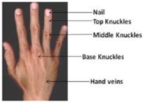 knuckled meaning|knuckles of hand anatomy.